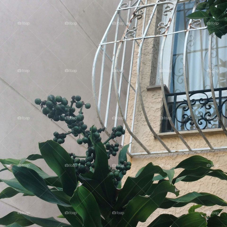 Plants and window