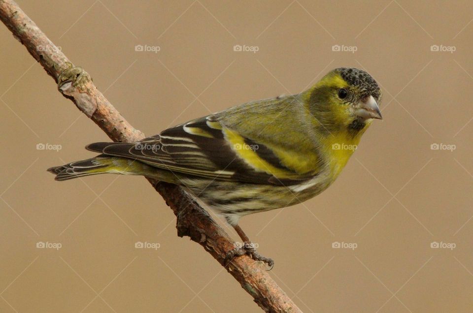 Male Siskin perching on a small branch