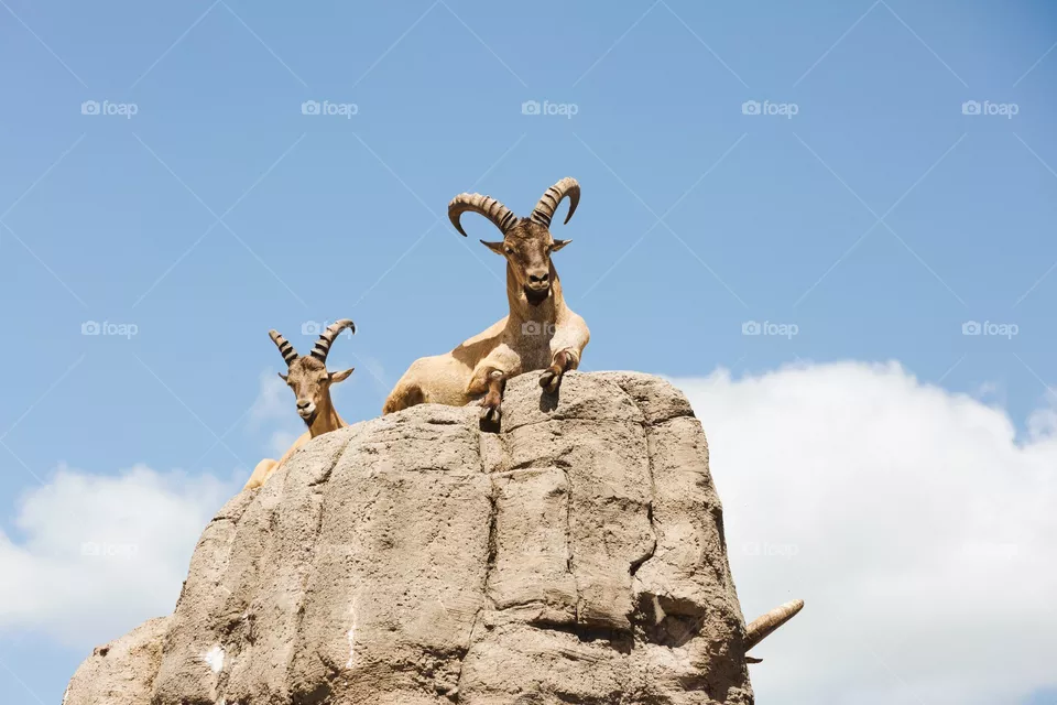 Wildlife