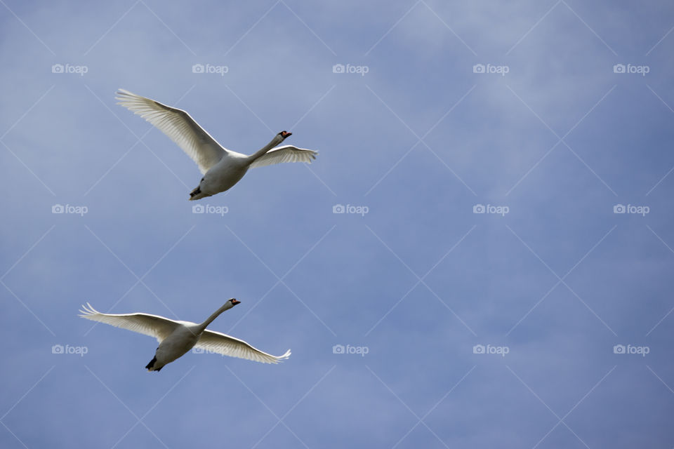 A pair of Swans flying in blue sky, close .
Ett par svanar flyger mot blå himmel , närbild
