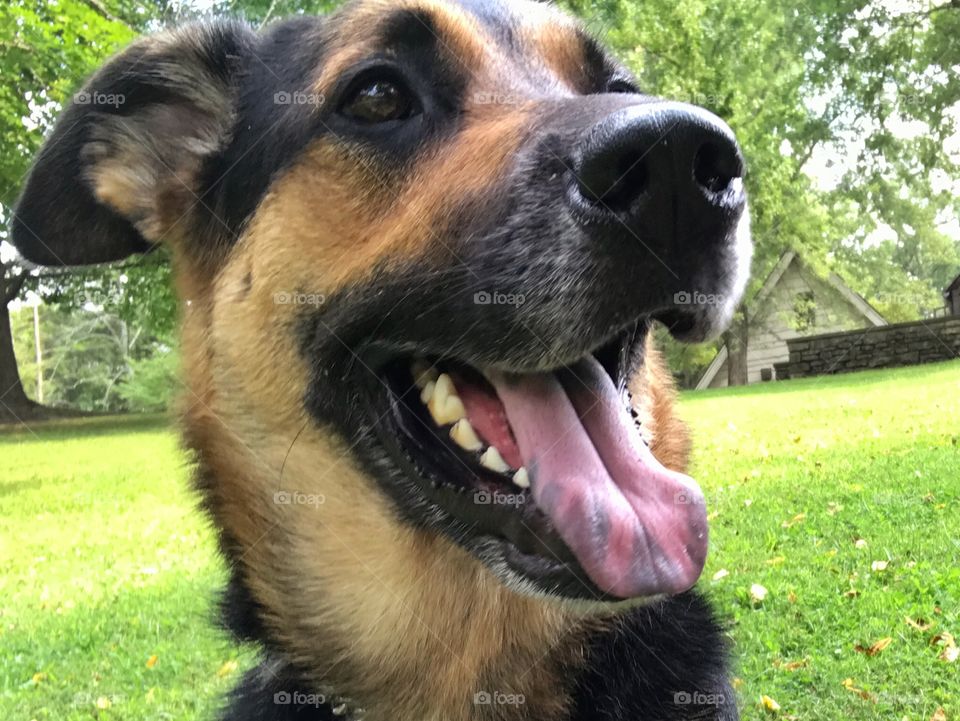 German shepherd dog close-up