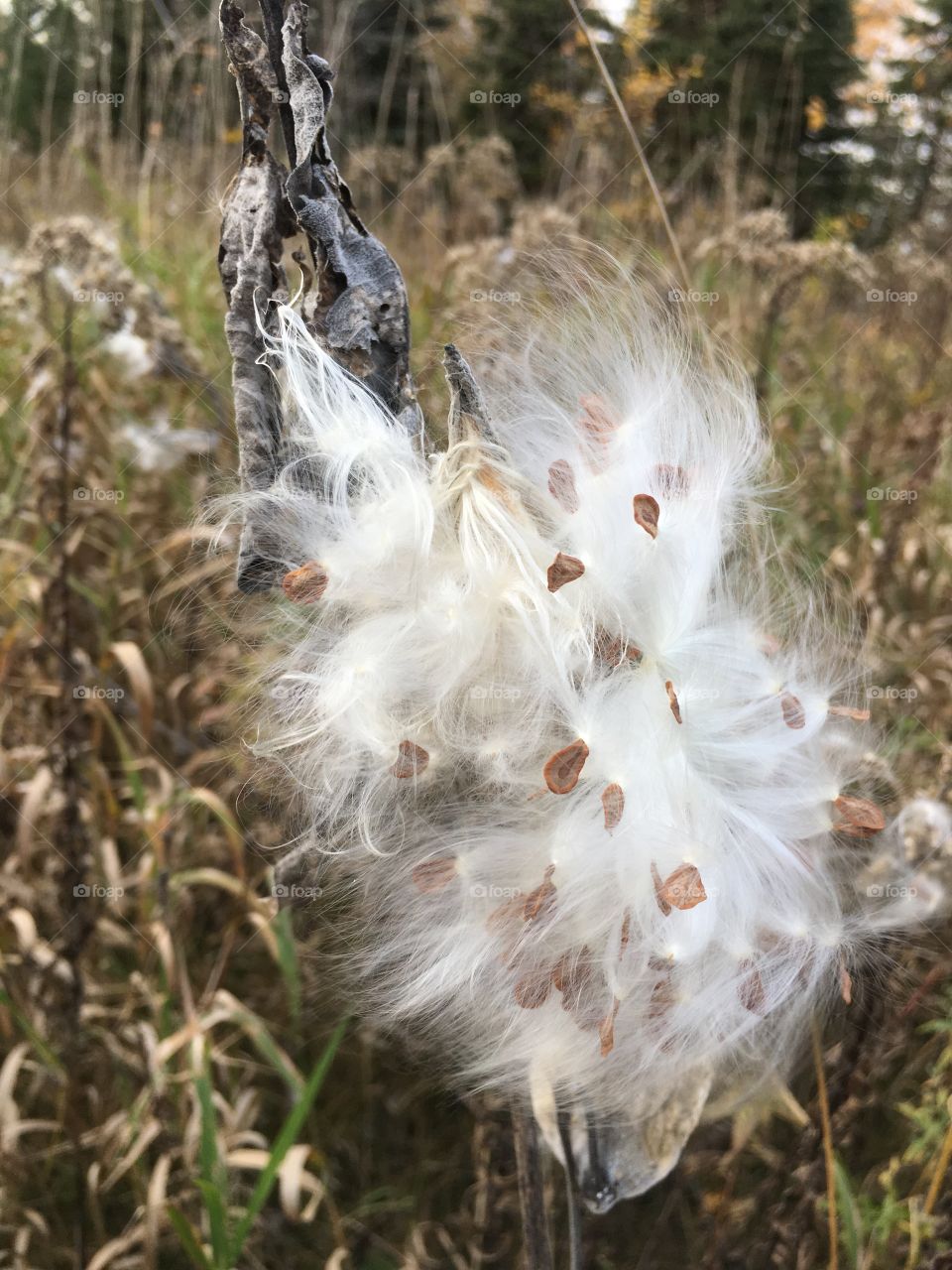 Cotton closeup in the fall breeze