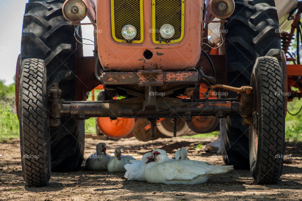 ducks resting below tractor