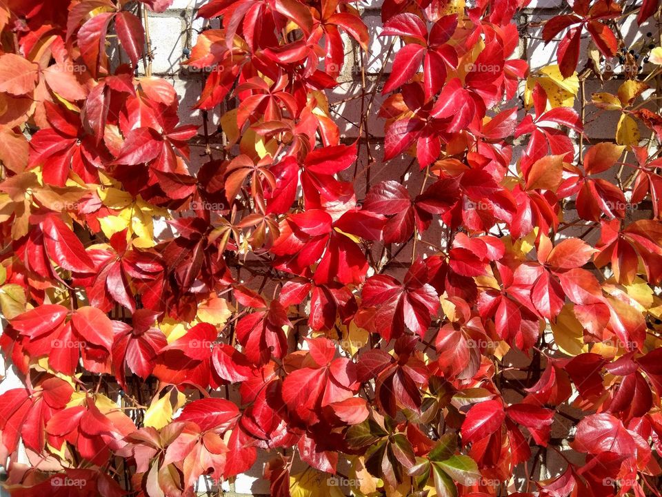 magenta colour leaves plants