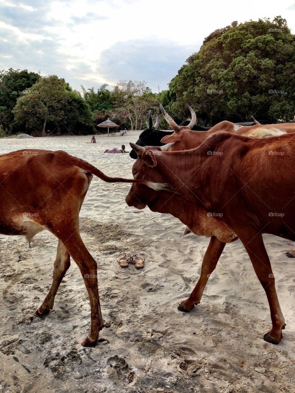 Cows!