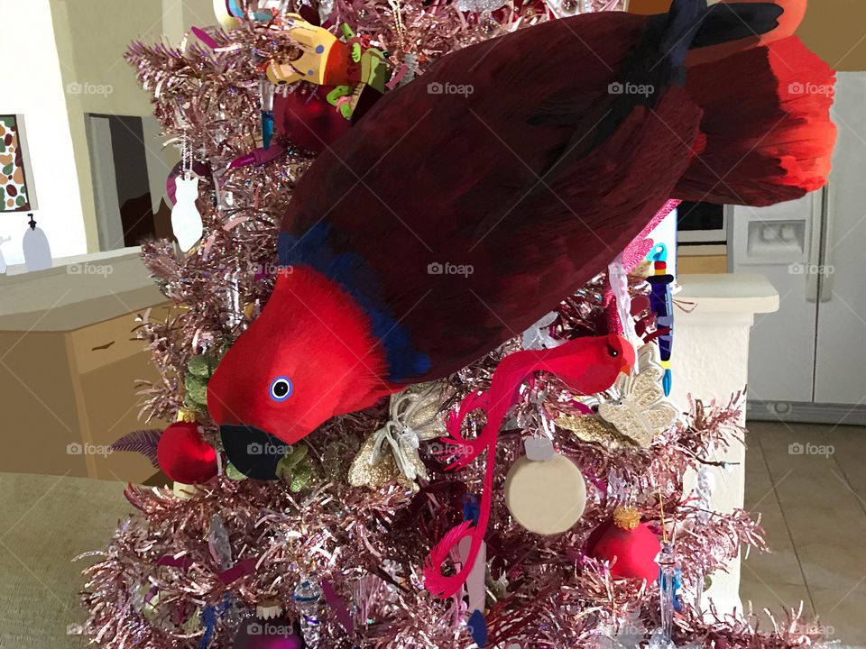 Sadie the beautiful, red Parrot decided to decorate the pink Christmas tree with herself.