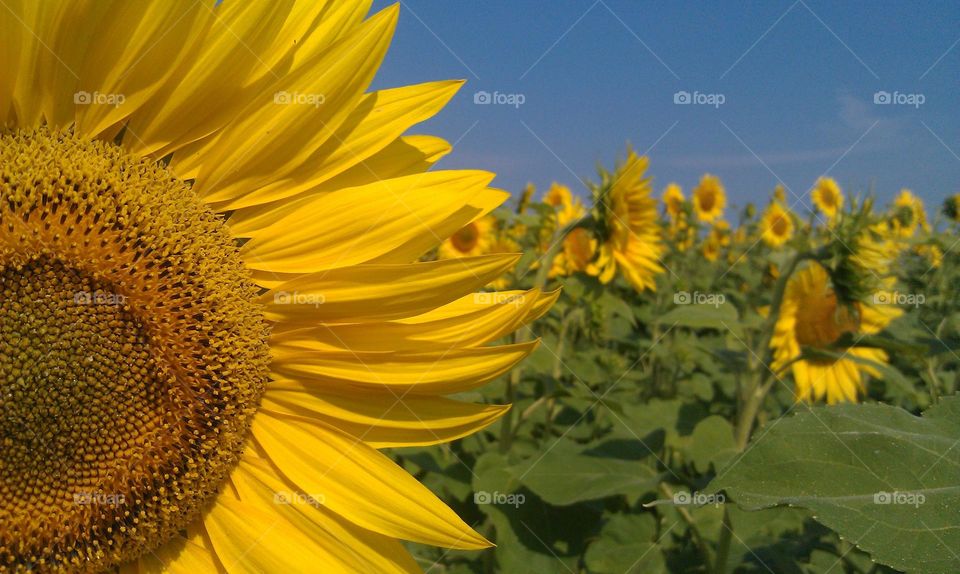 yellow sunflower