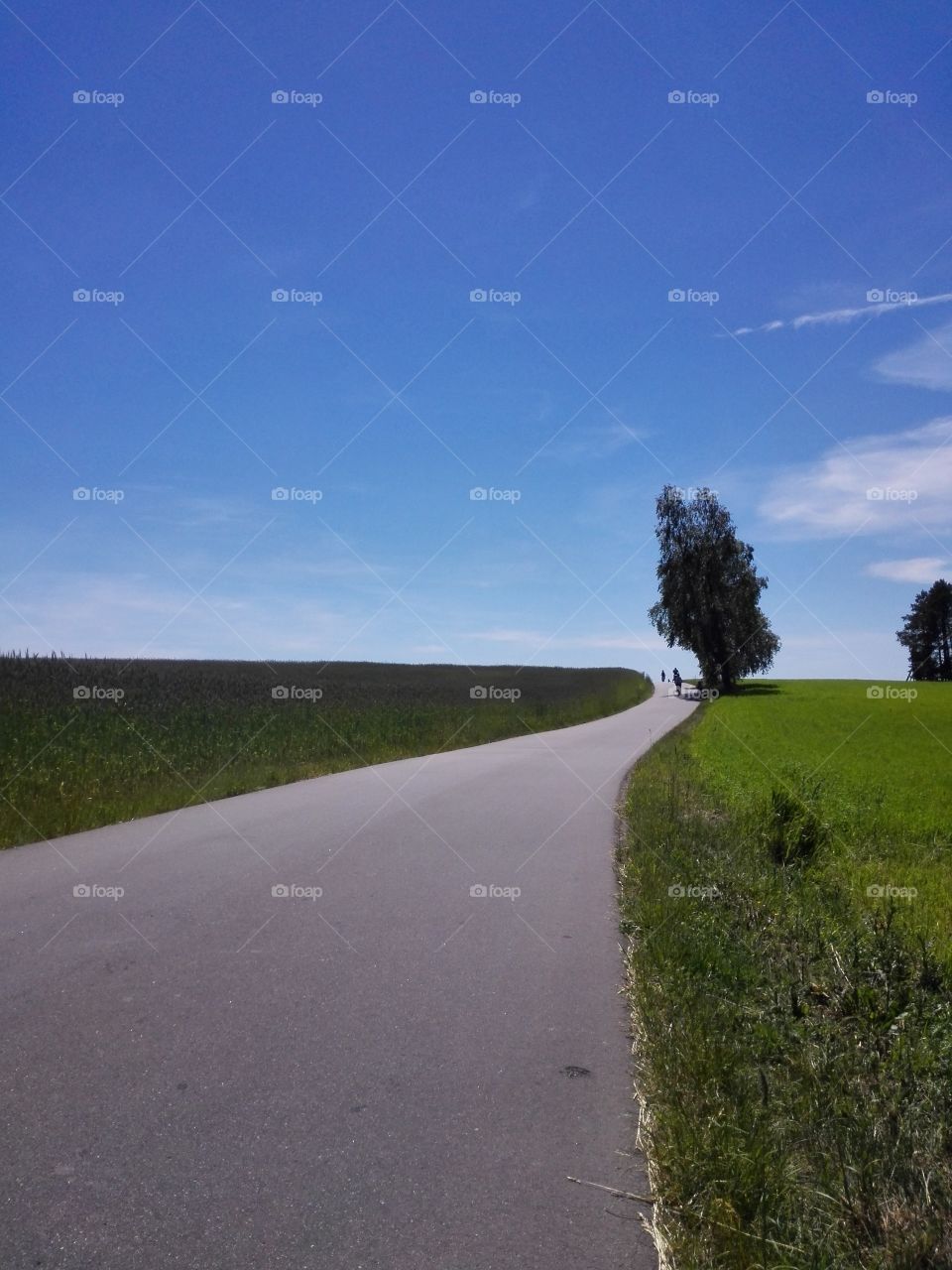 Winding country road in green landscape