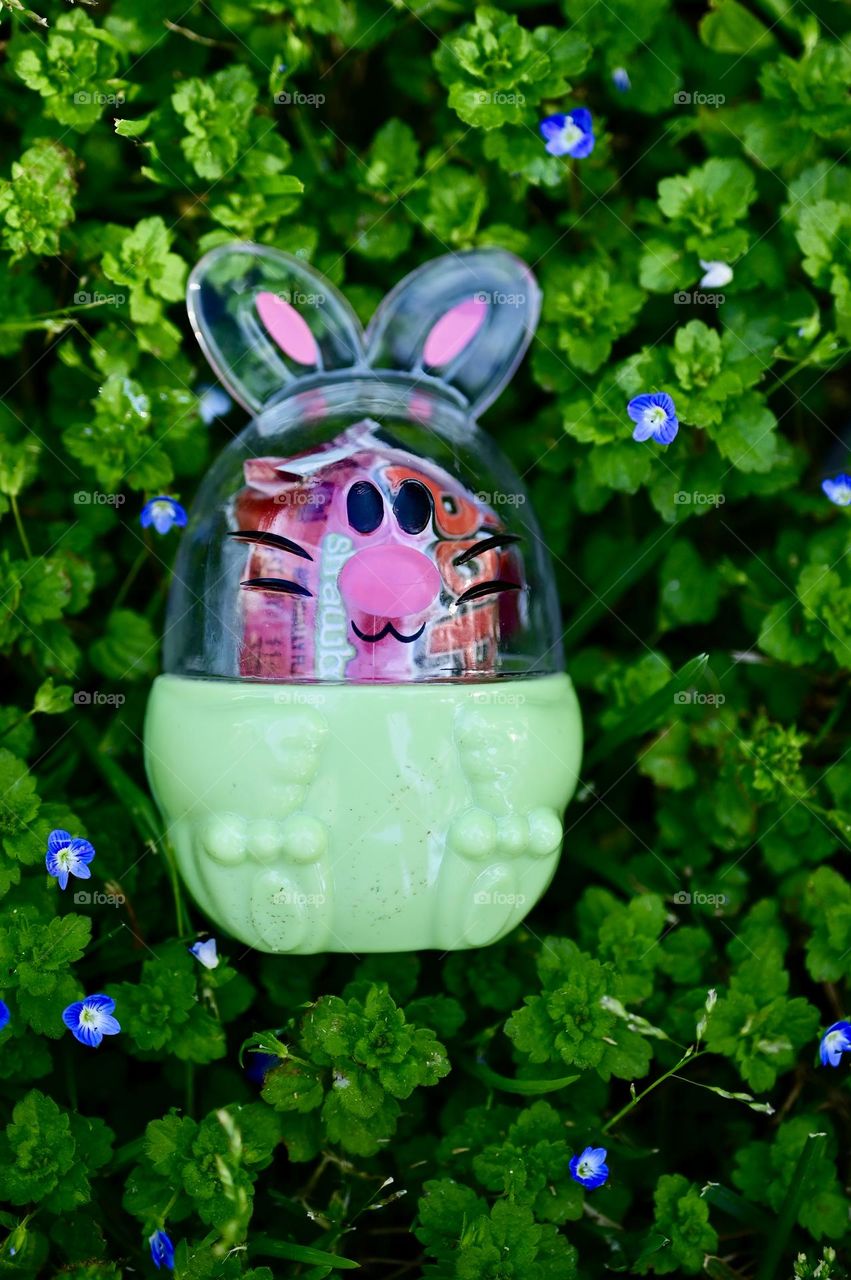 Close up downwards shot of egg bunny portrait on the green grass with tiny purple flowers 