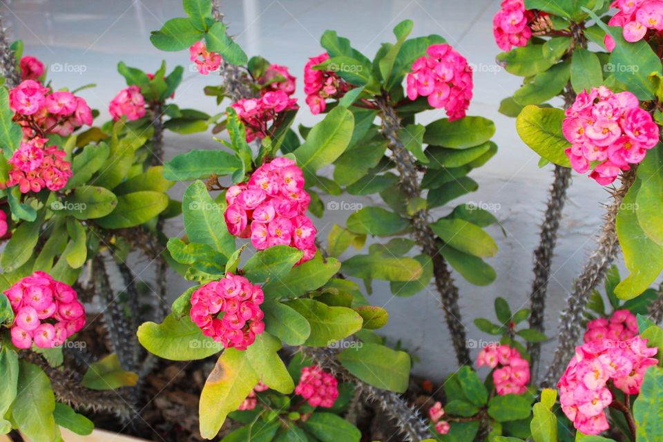 Close up of a beautiful ornamental red flower Euphoria milii or Christ thorn.  Tropical flowers