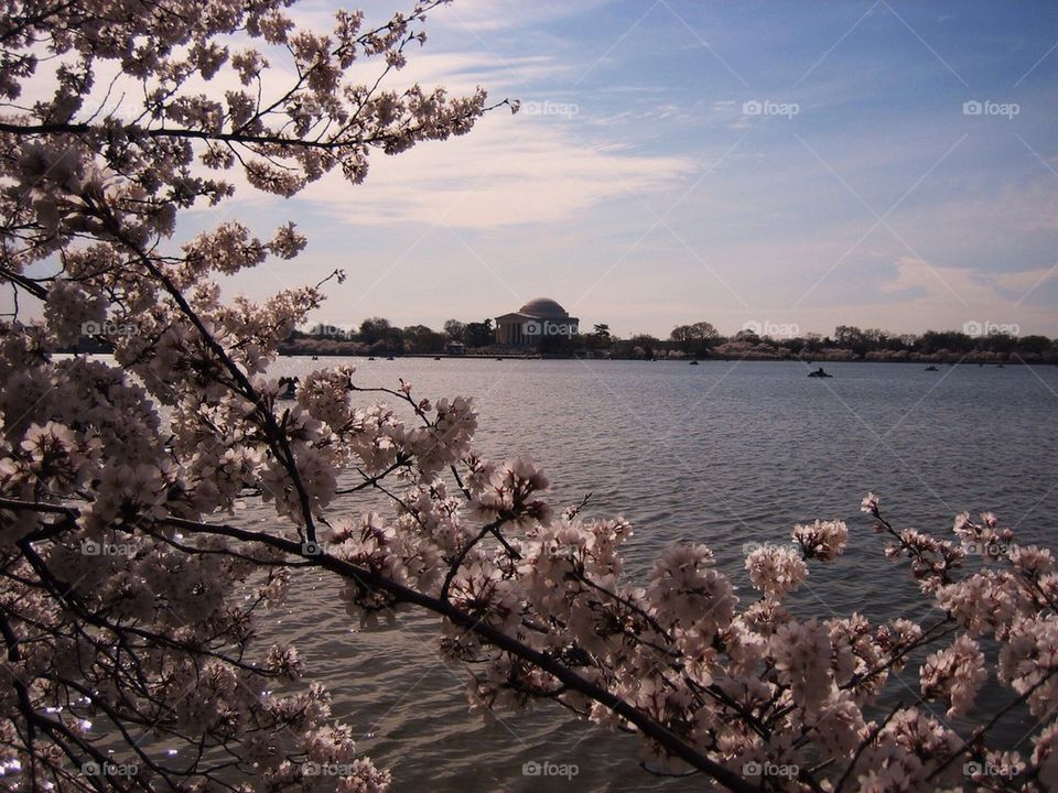 Cherry blossoms 2