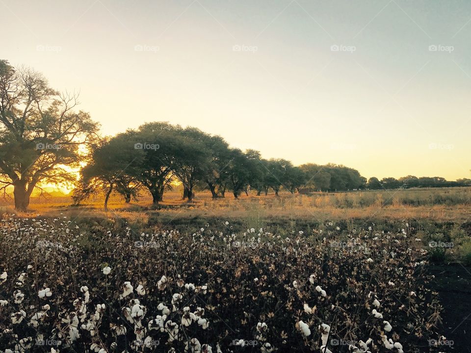  Cotton field sunset