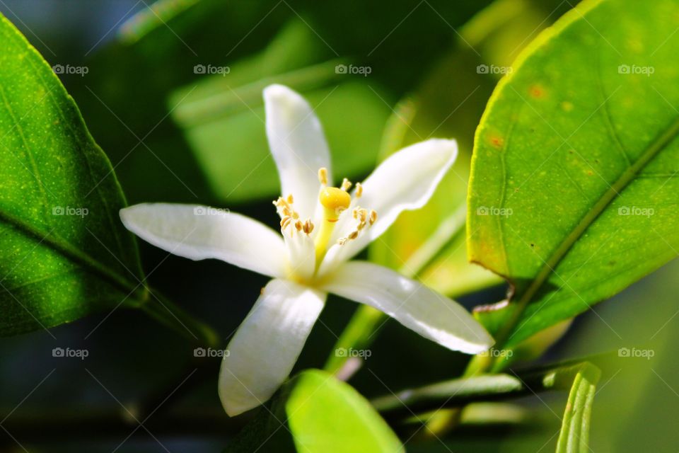 White bloom