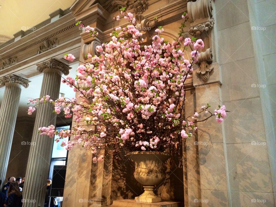 Cherry Blossoms at the Met