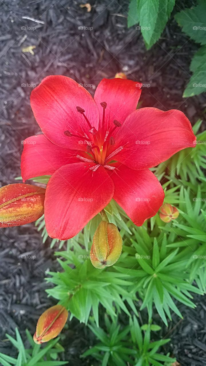 red lily bloomed today