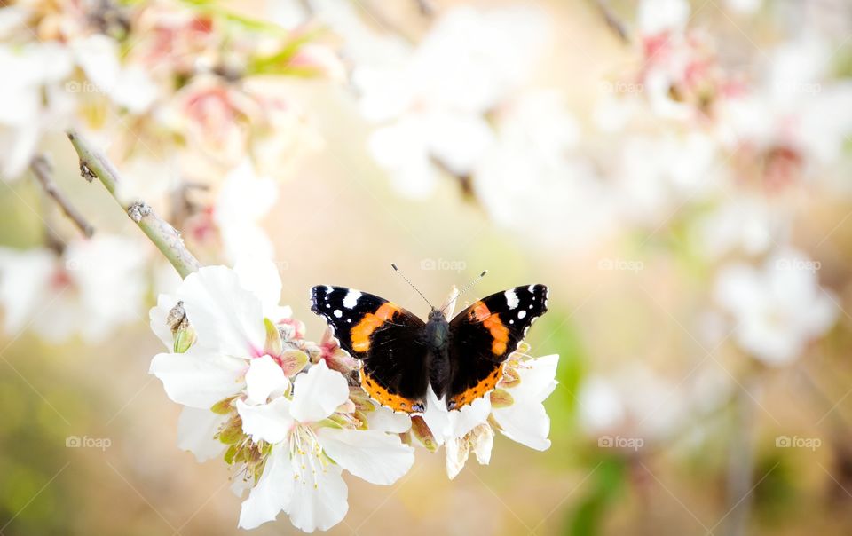 colorful butterfly on white flower