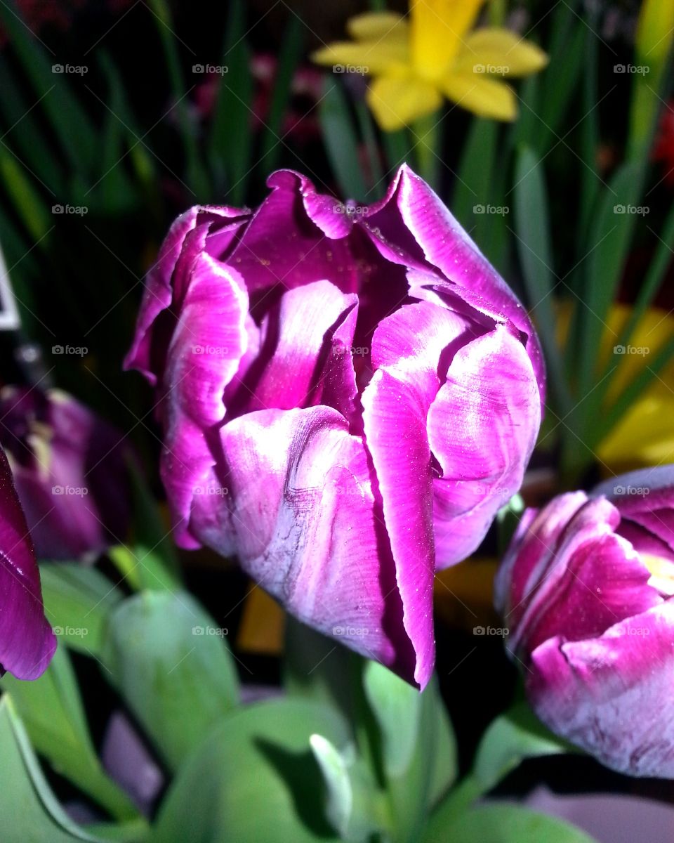 Spring Tulips