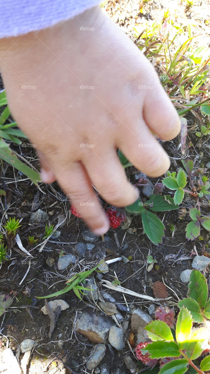Little hand picking wild strawberries while walking in our backyard