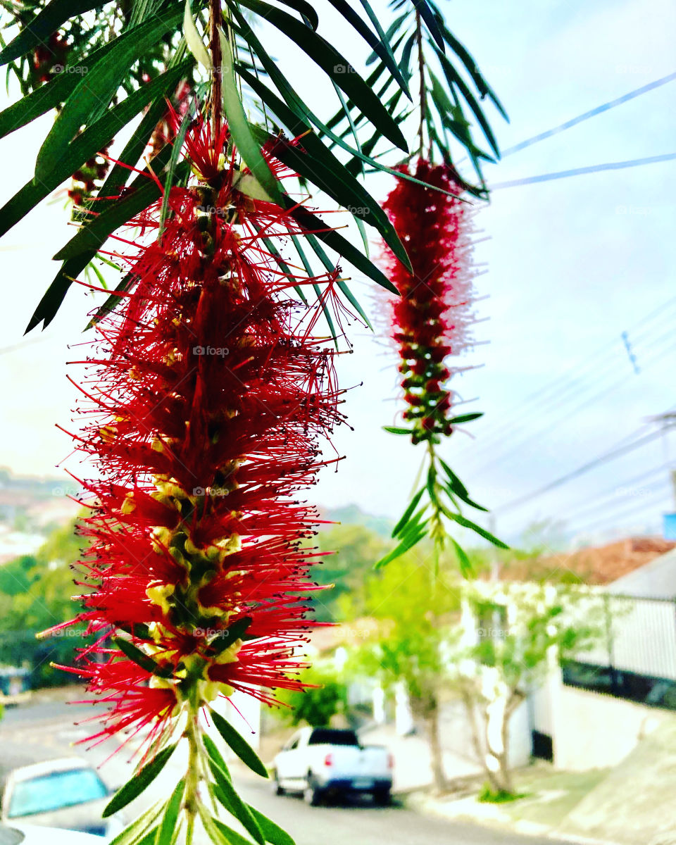 🇺🇸 A look at the sky, from that “velvet-red” of flowers!  How nature gives us… / 🇧🇷 Um olhar para o céu, a partir desse “vermelho -veludo” das flores! Como a natureza nos presenteia …