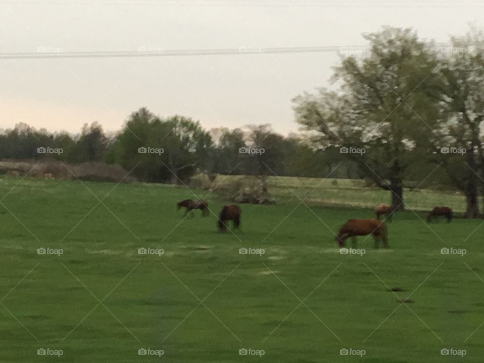 Beautiful horses feeding on the grass babies must be hiding. Nice horse farm a dozen or more horses live here.