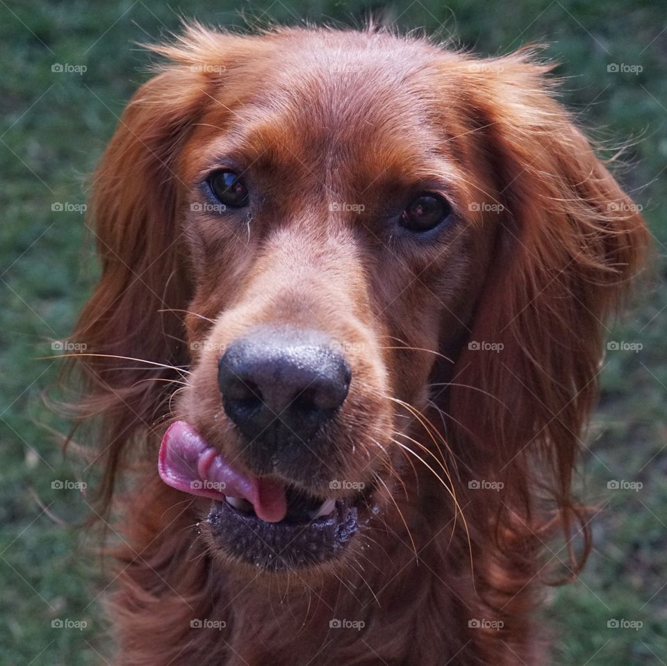 Quinny boy licking his lips in anticipation of a treat 