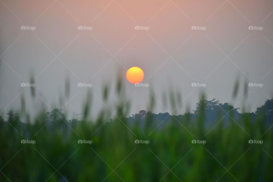 Sunset and wheat field