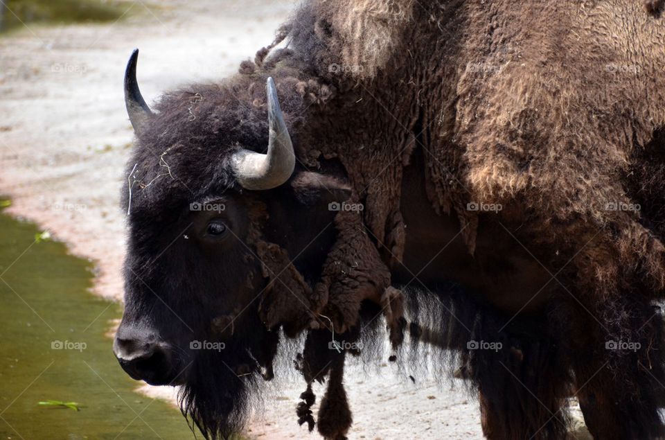 Bison at the zoo