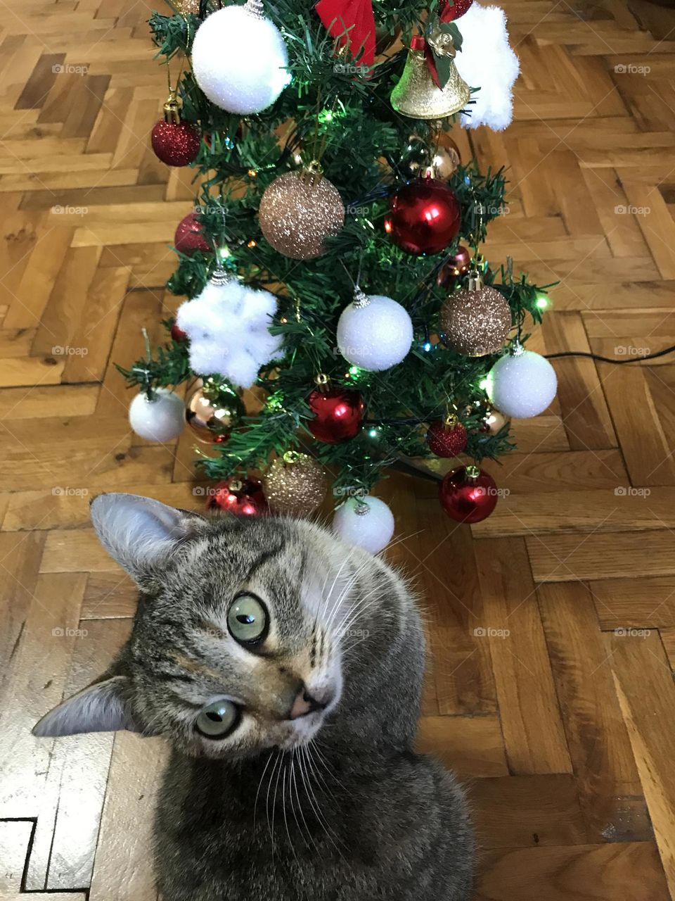 A cat and a Christmas tree.