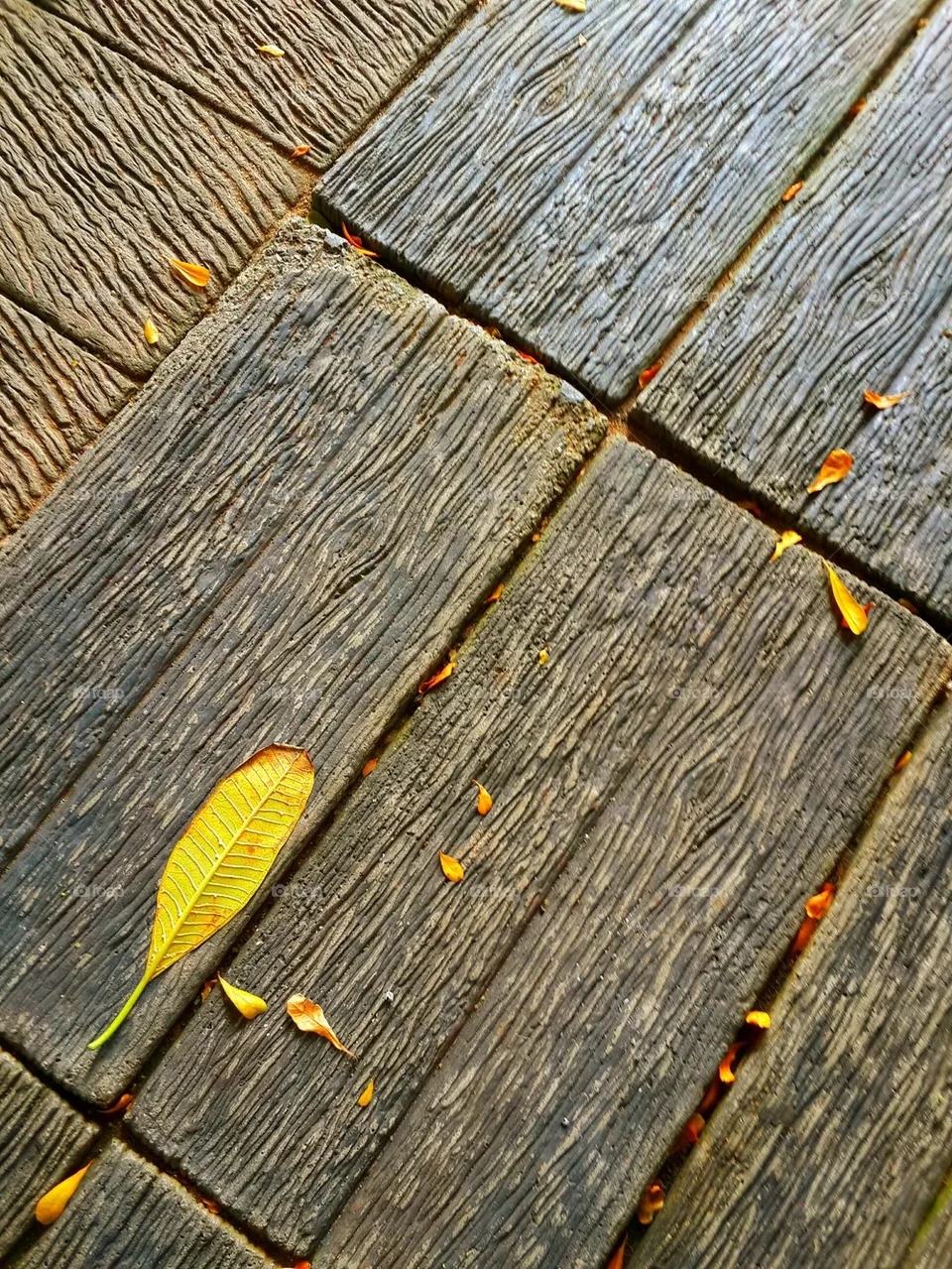 leaf