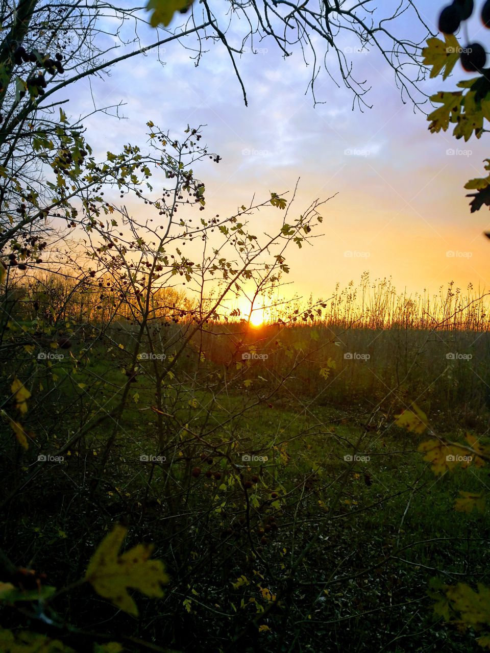Sunset in the nature reserve