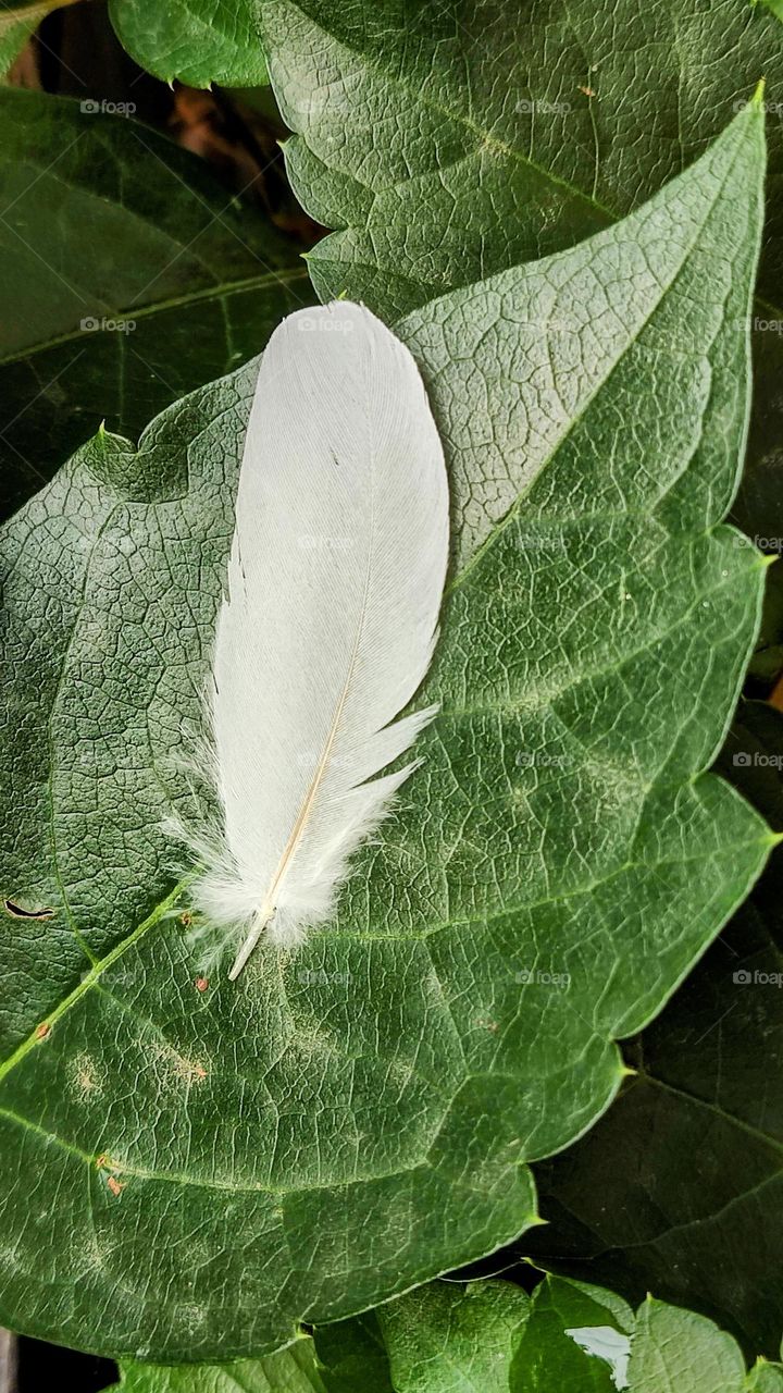 pigeon feather on leaves