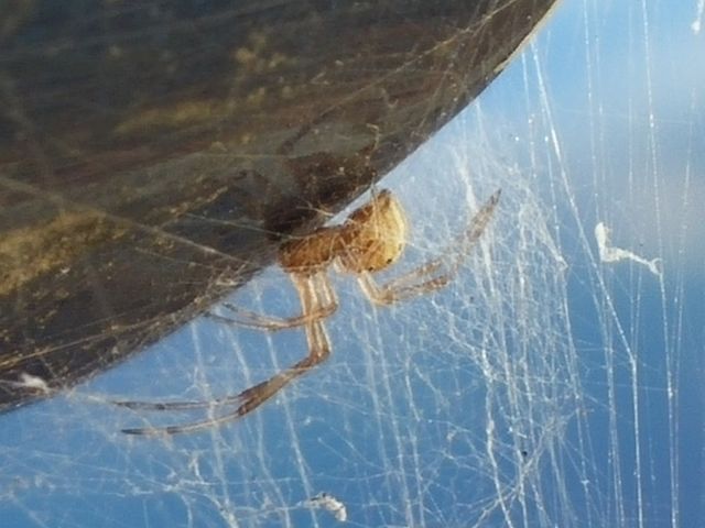 spidy