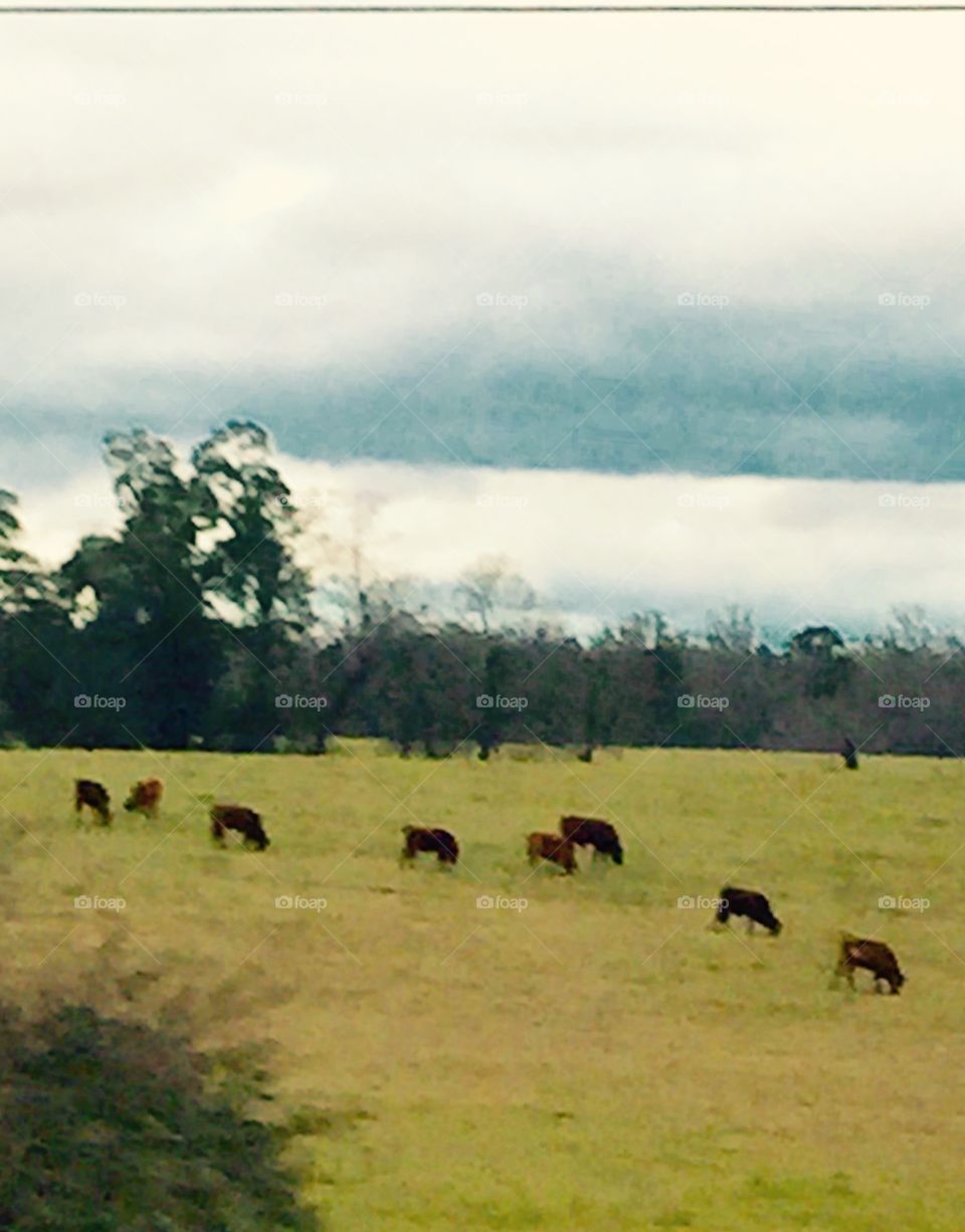 Cows grazing in a long line in the pasture.