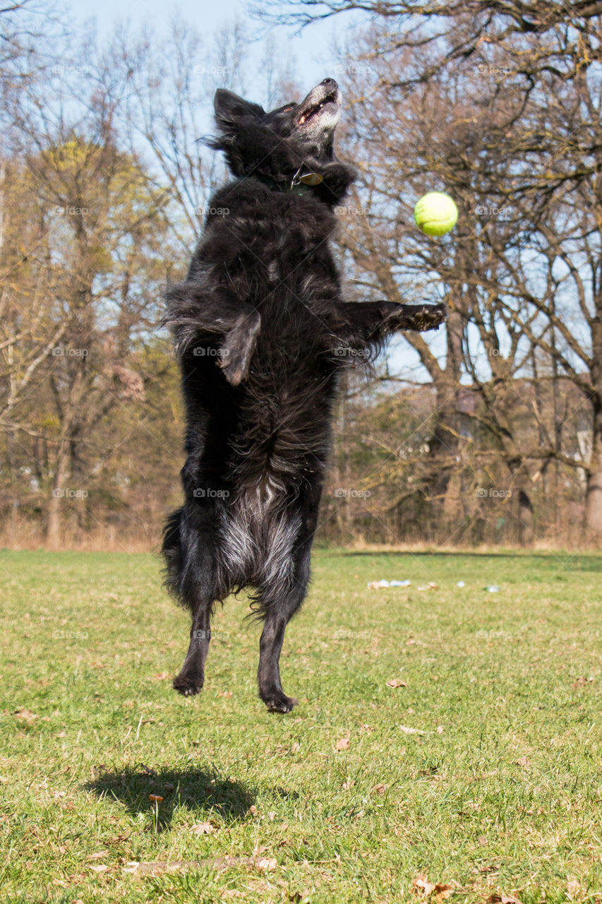 Close-up of dog playing with ball