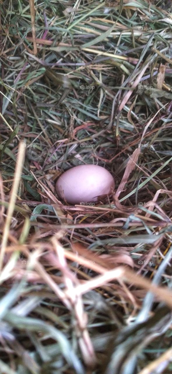 Chicken eggs in the nest