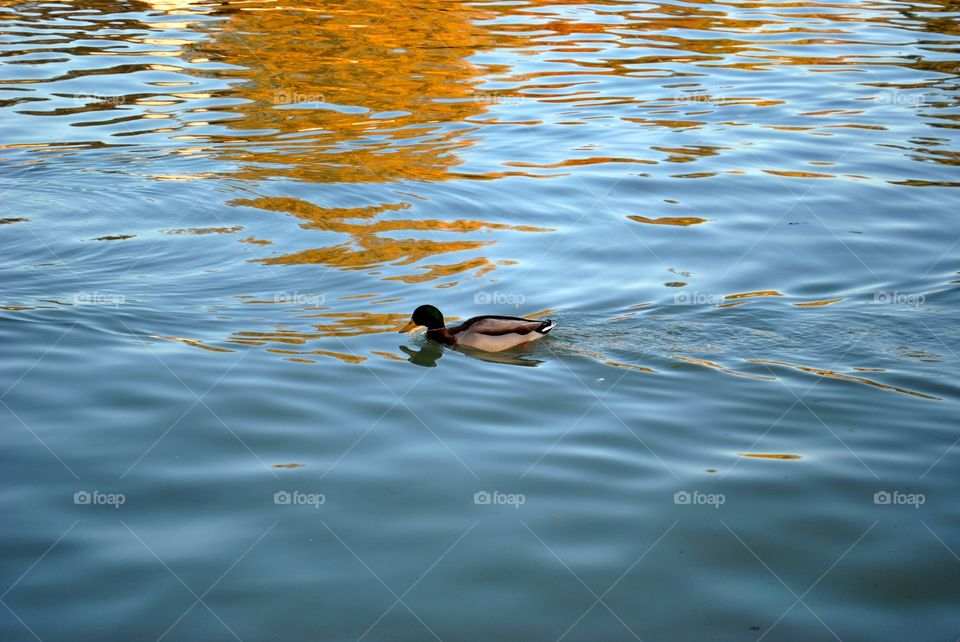 Duck swimming in water