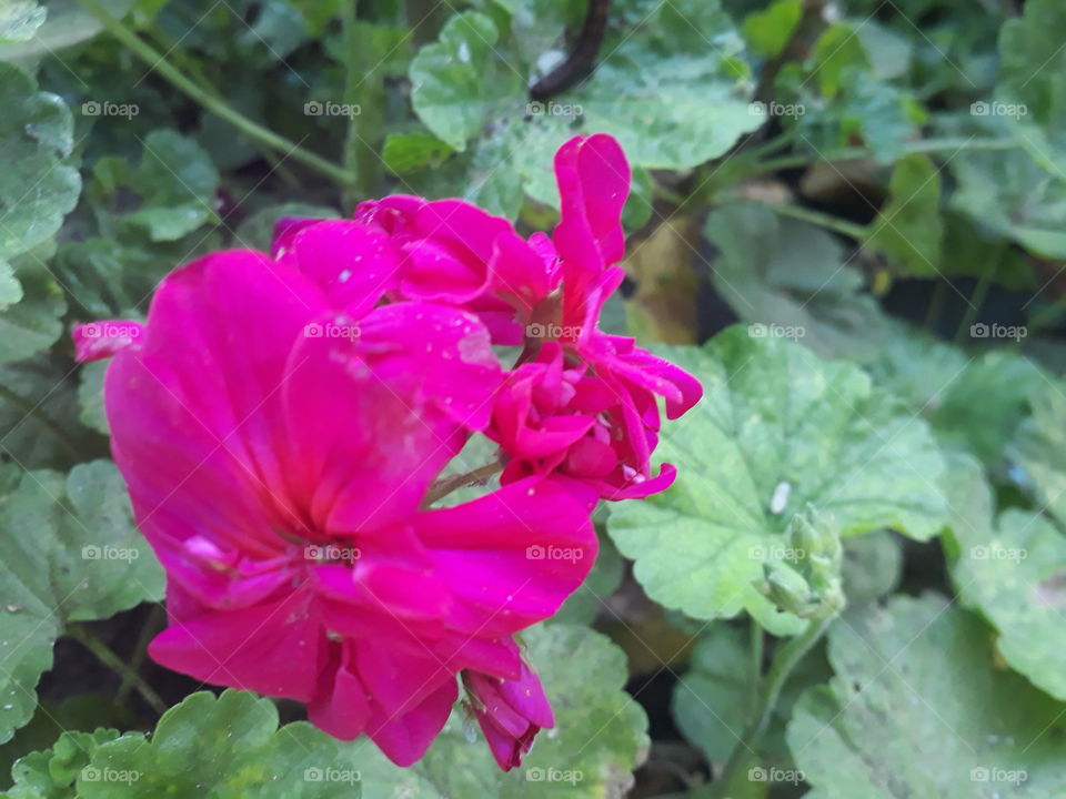 beautiful jeranium pinky flower