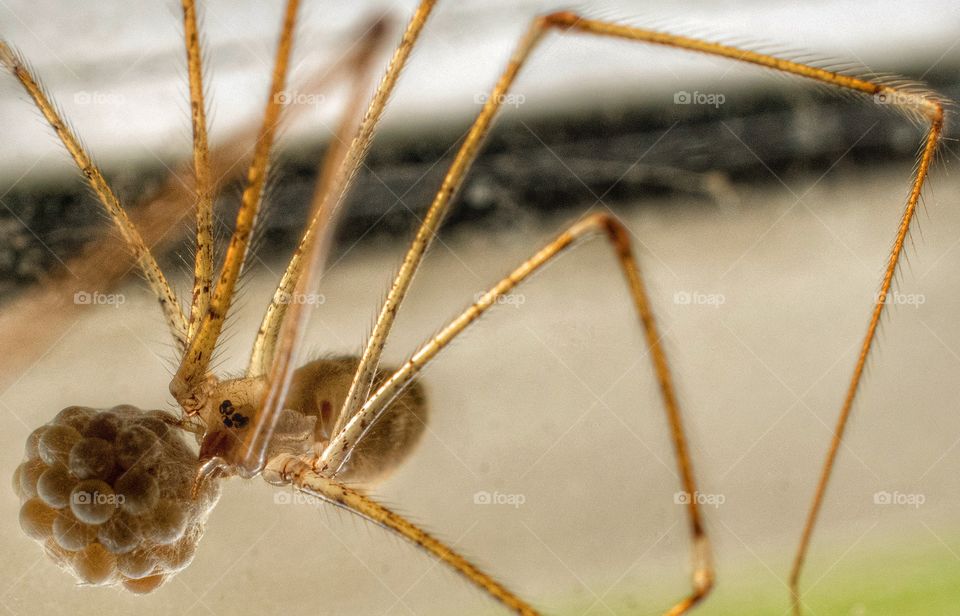 Brown spider with furry back, black markings, eight legs and carrying a webbed ball of eggs.  Spider is translucent as well. 