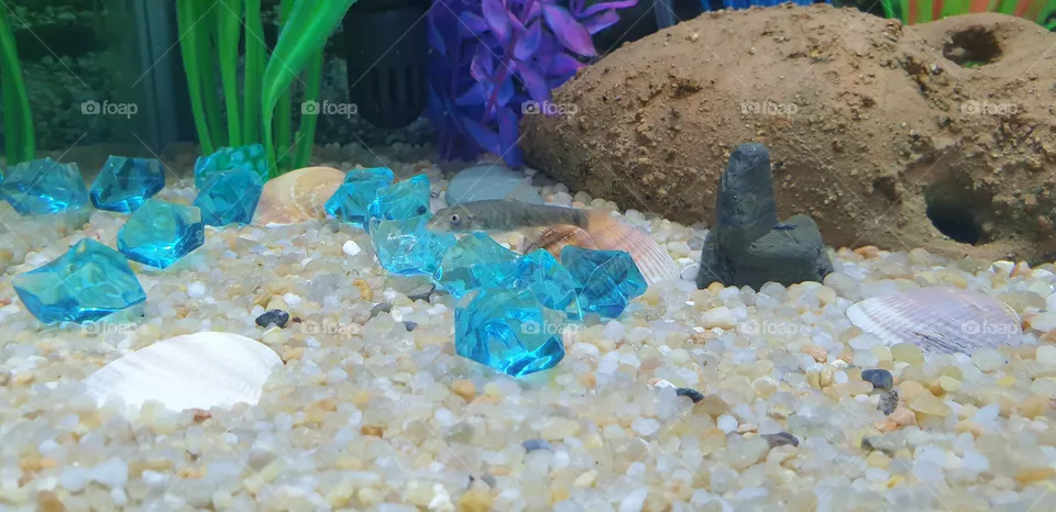 aquarium