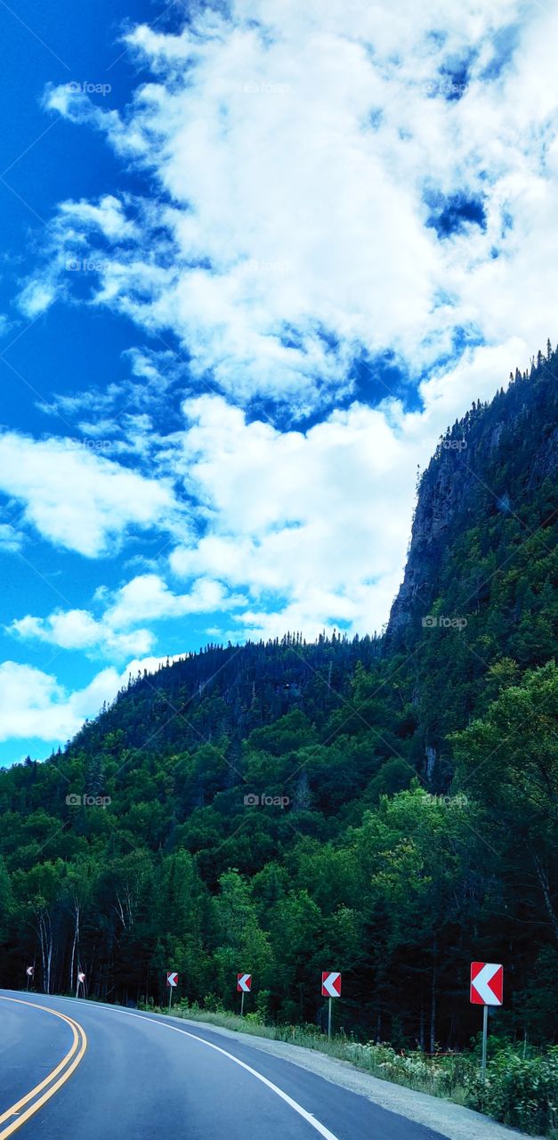 Forest on rocks along the road.