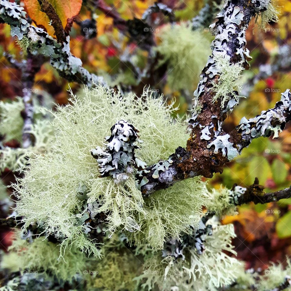 Lichen