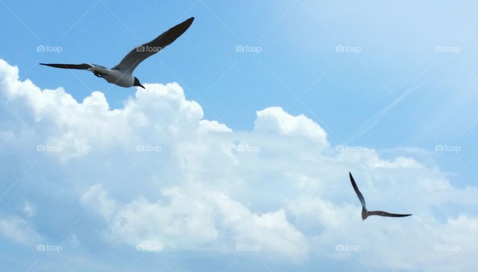 gulls. They wanted french fries 