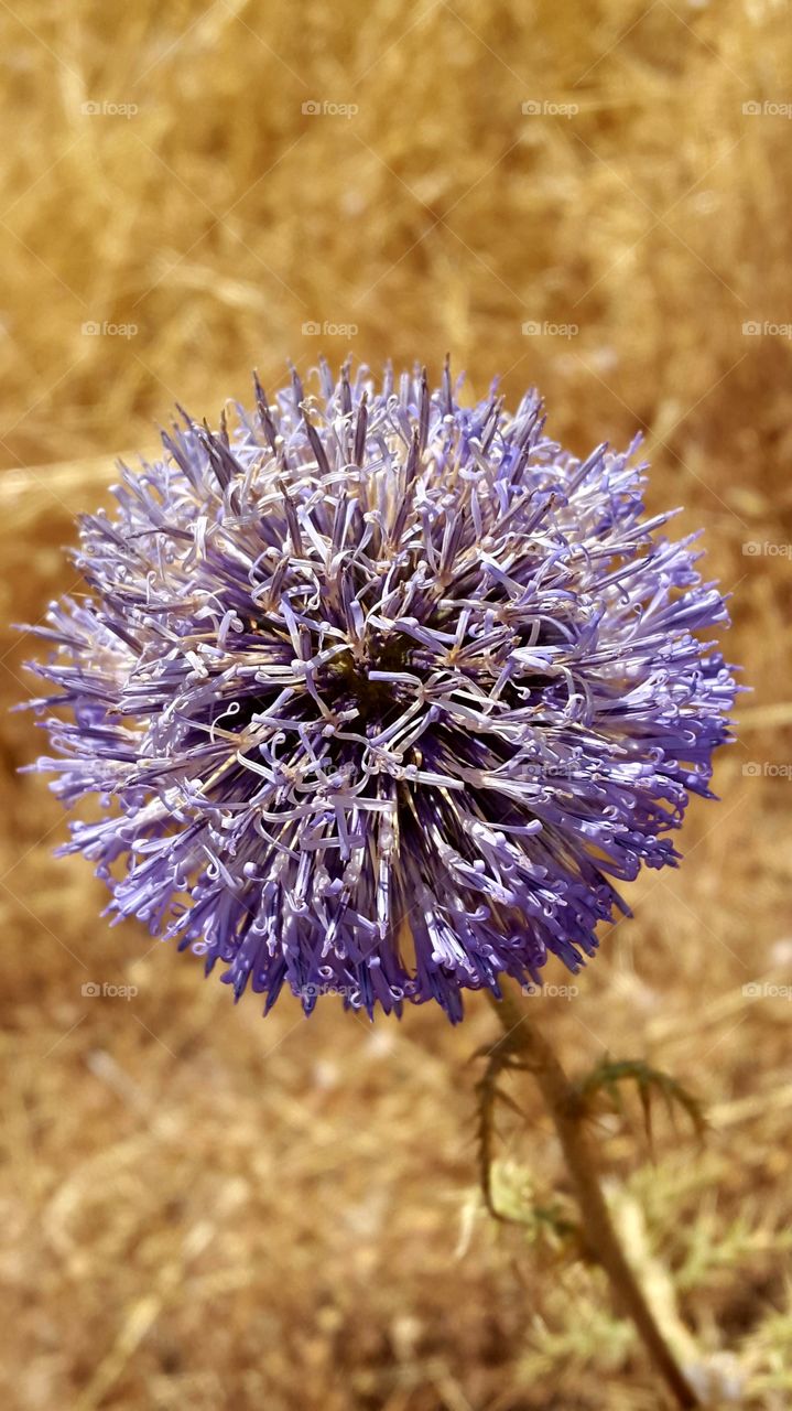 Korn Blume in Iraq in den Bergen