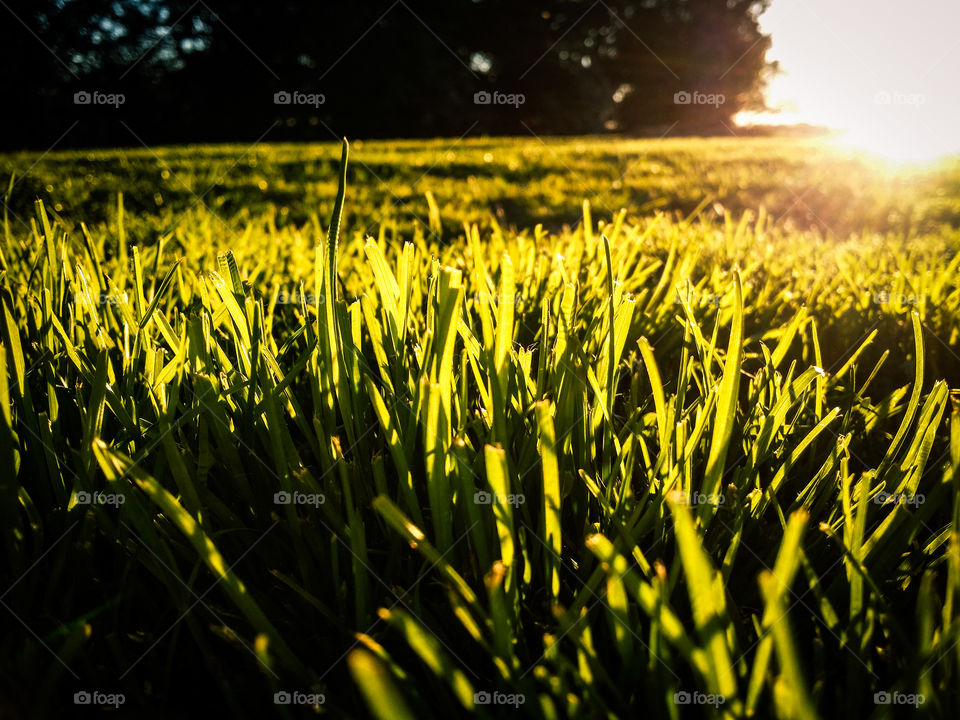 Grassy Field with Sunset