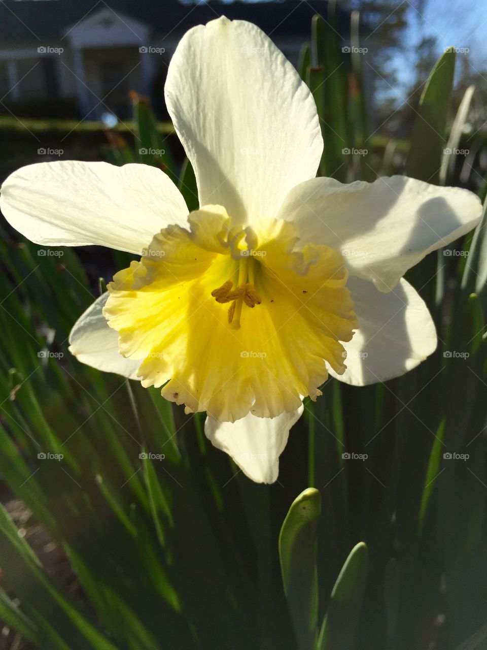 White narcissus