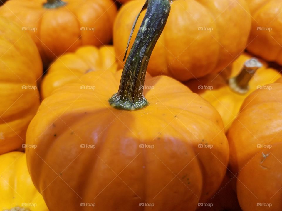 pumpkins