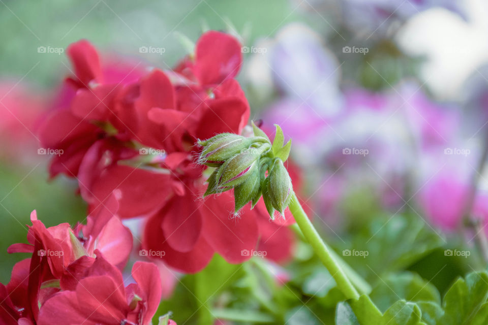 Beautiful buds of Geranium flower welcoming the lovely season of spring