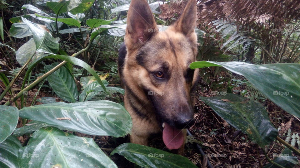 german shepherd in a forest
