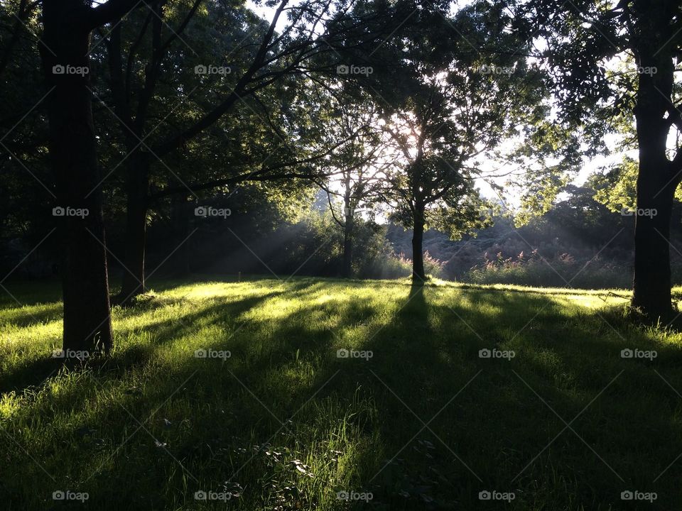 Landscape, Tree, Fog, Dawn, Mist