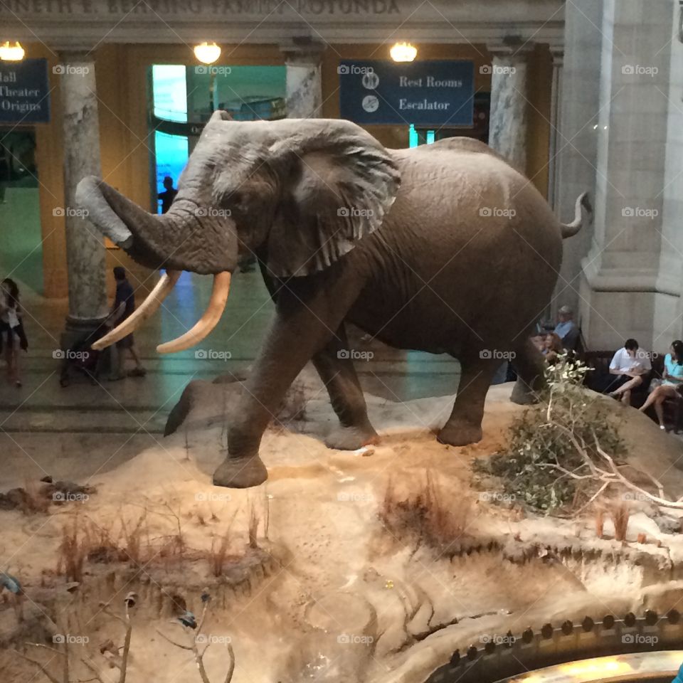 Natural History Smithsonian